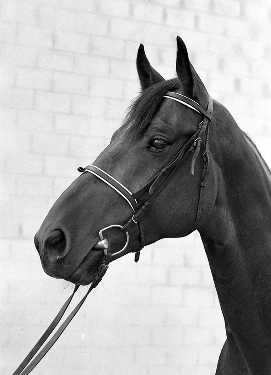 Horse portrait 1...