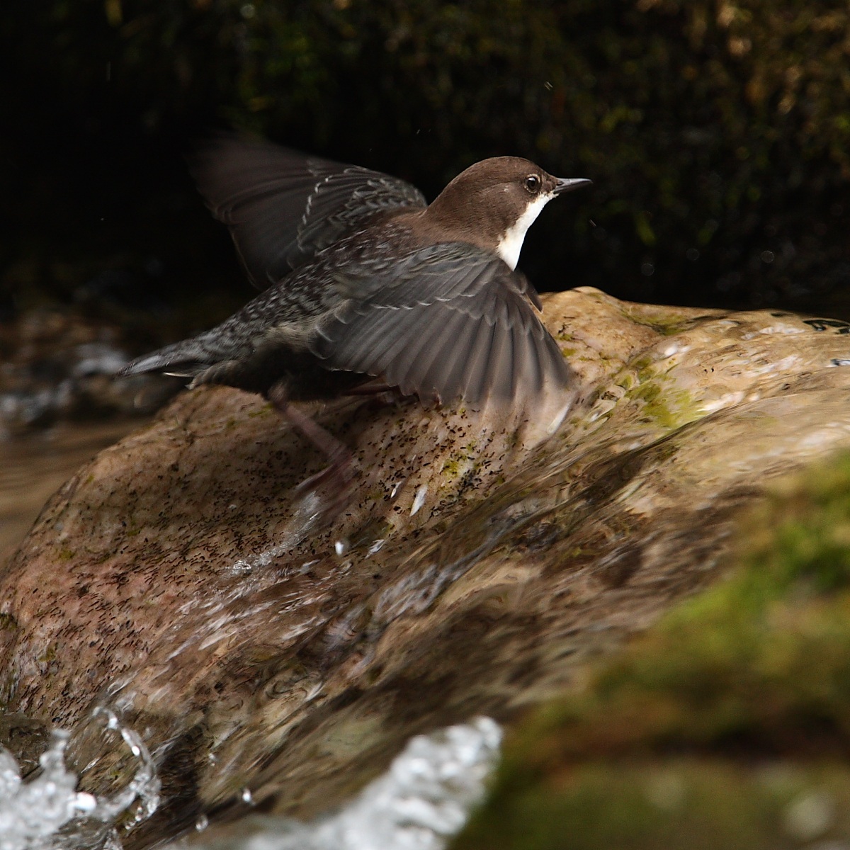 Dipper...