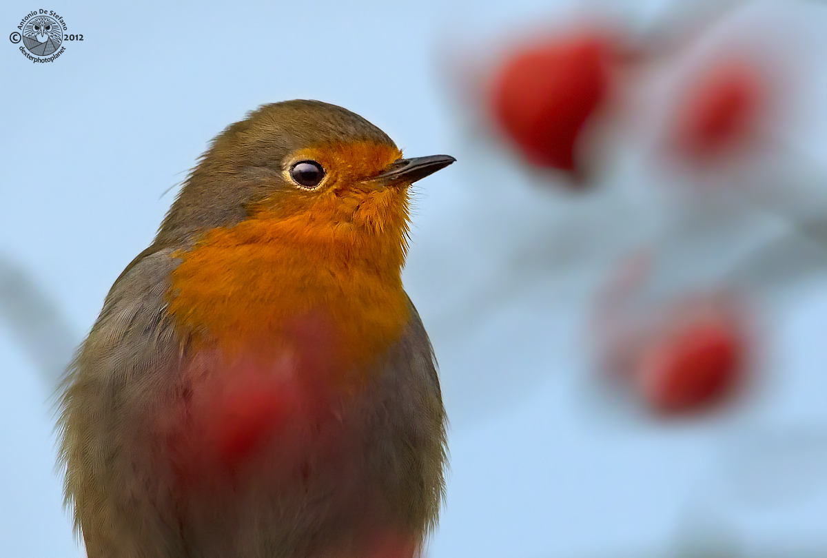 The berries and the robin...