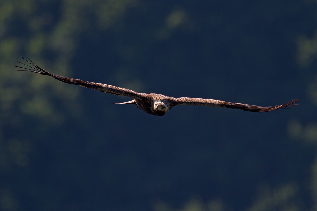 Golden Eagle...