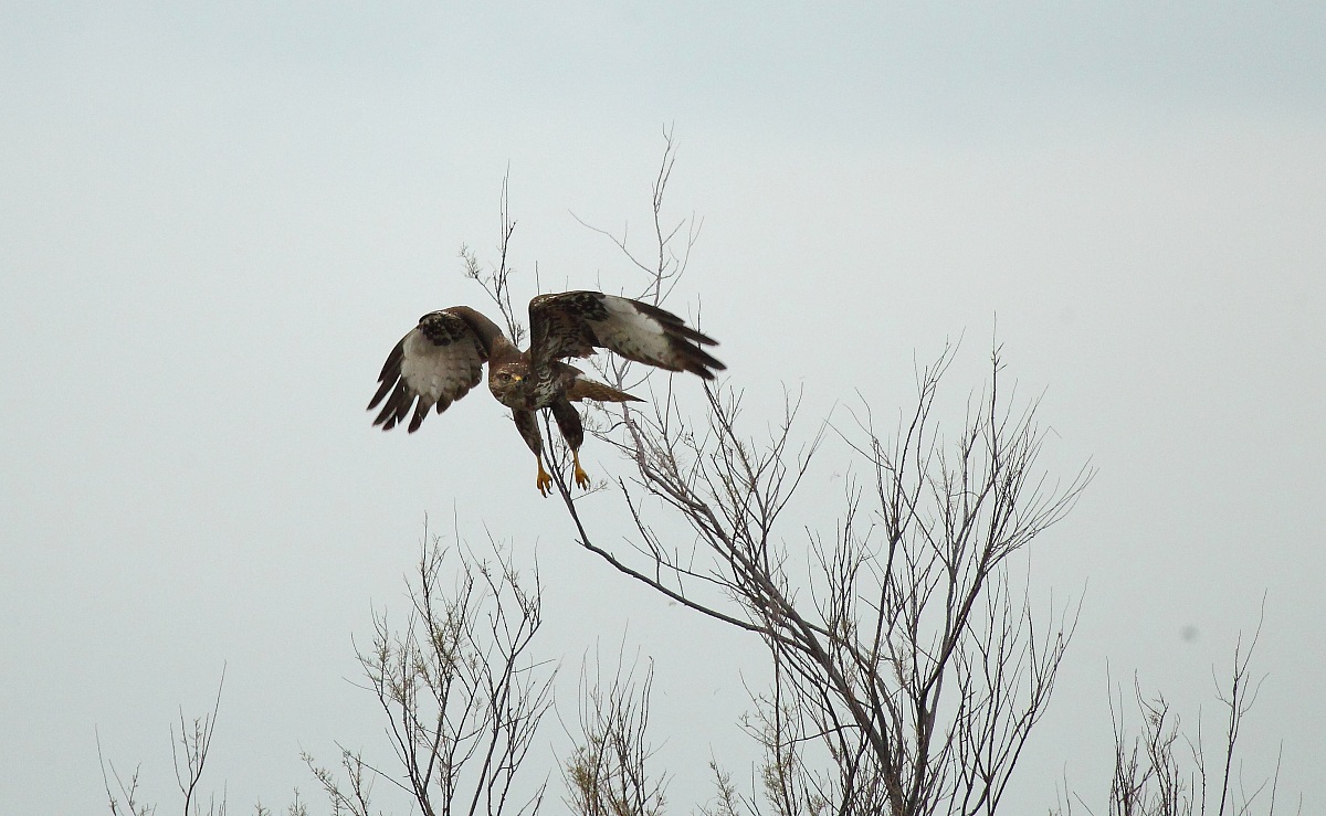 buzzard hunting...