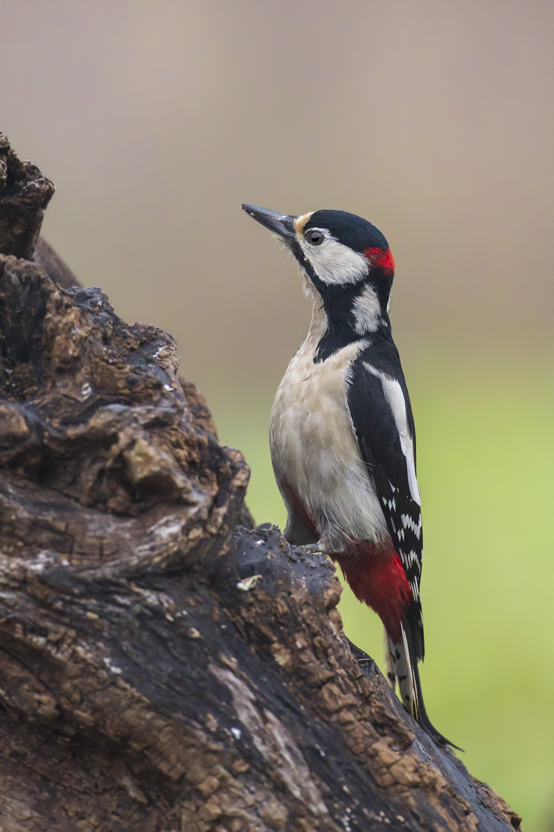 Increased woodpecker Red MkIV...