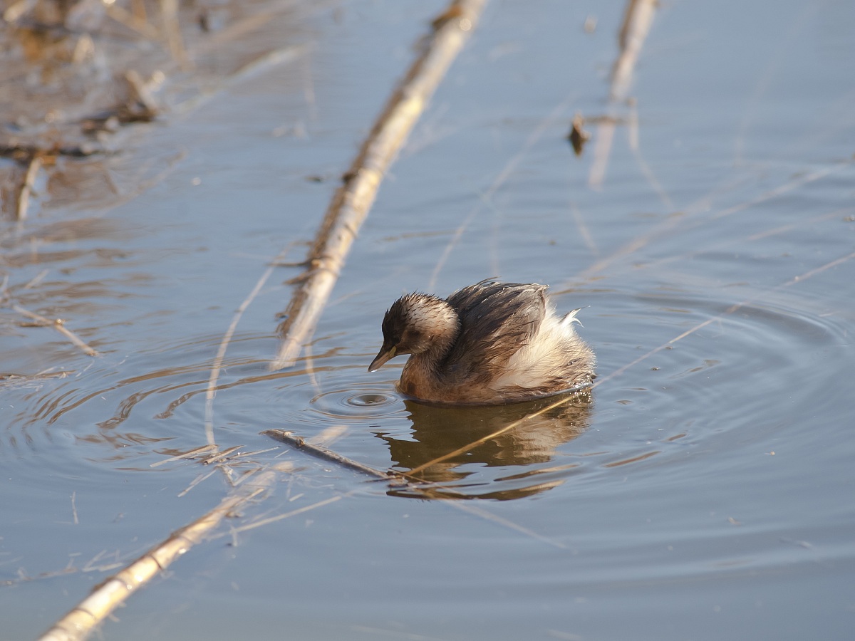 the drop of the little grebe...