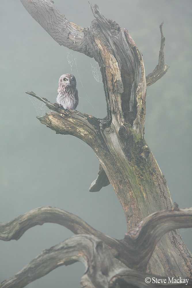 Short-eared Owl in Fog...