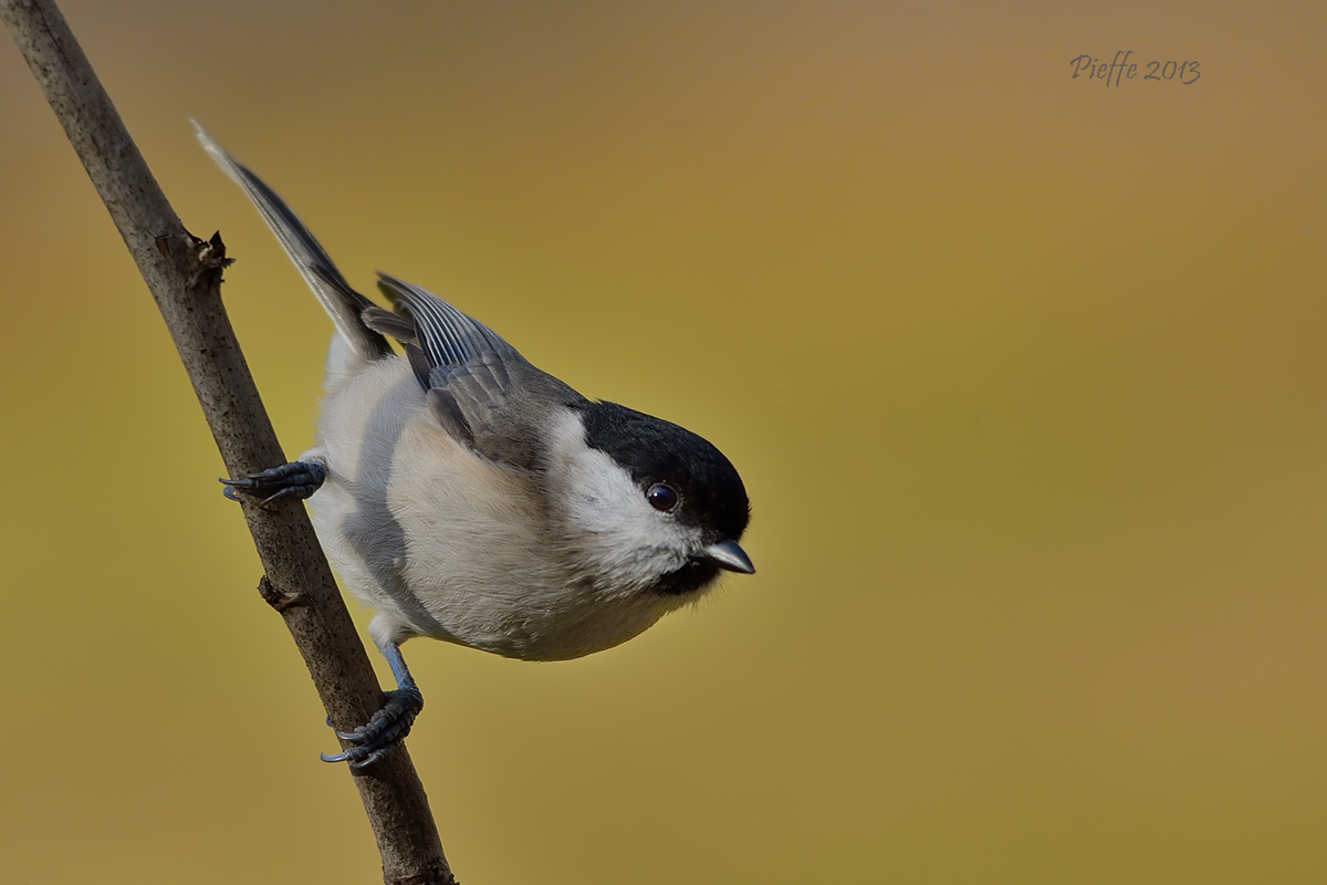 Marsh Tit ......
