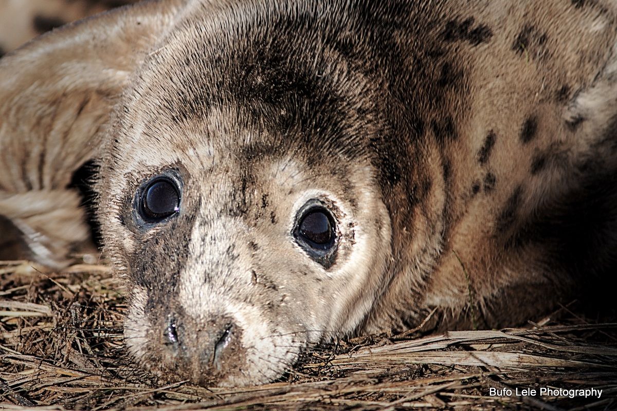Cucciolo di foca...