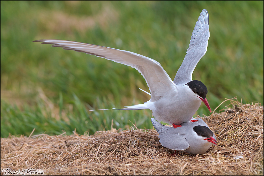 Arctic Tern (Sterna paradisaea)...