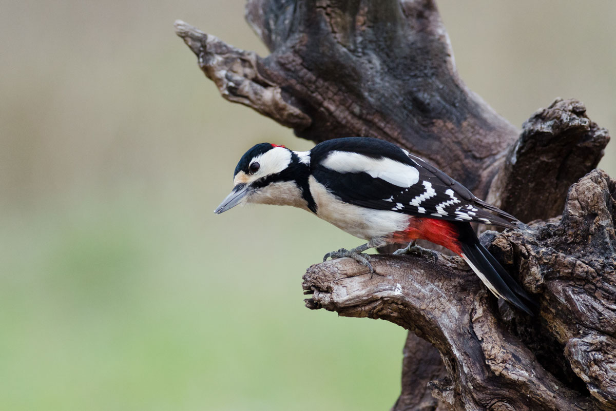 Great Spotted Woodpecker # 4...