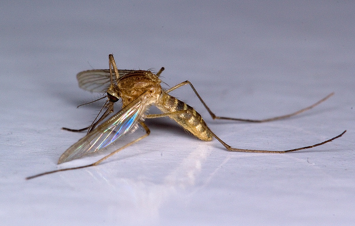 Mosquito...