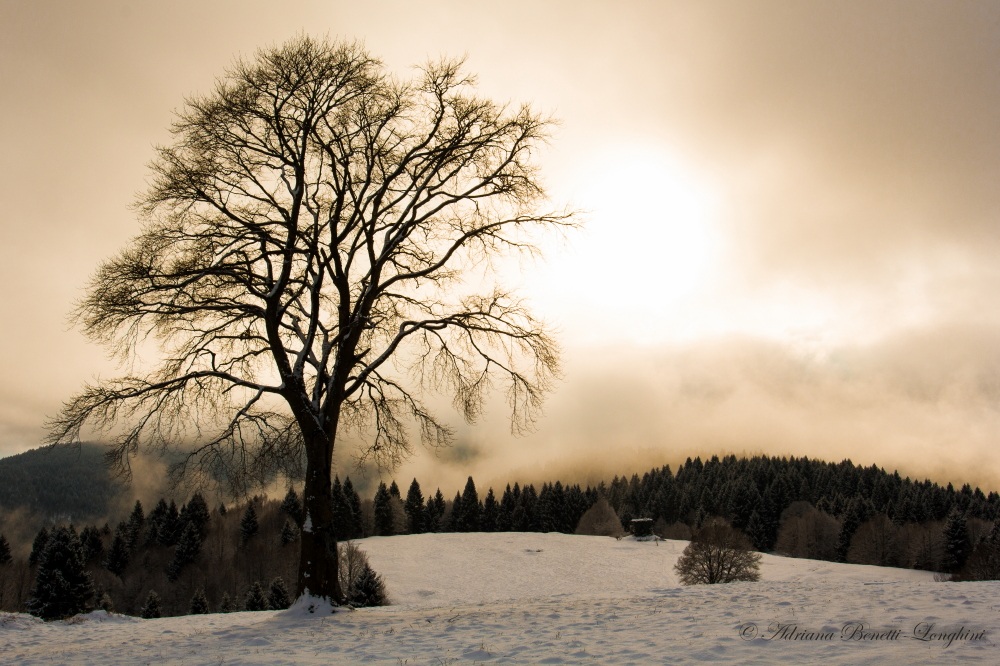 misty silhouette...