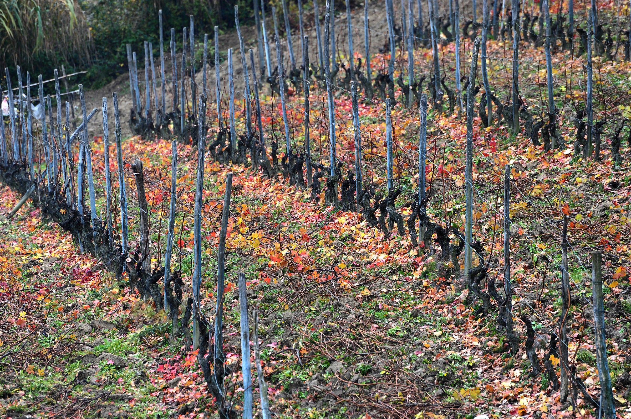 Autumn in the Vineyard...