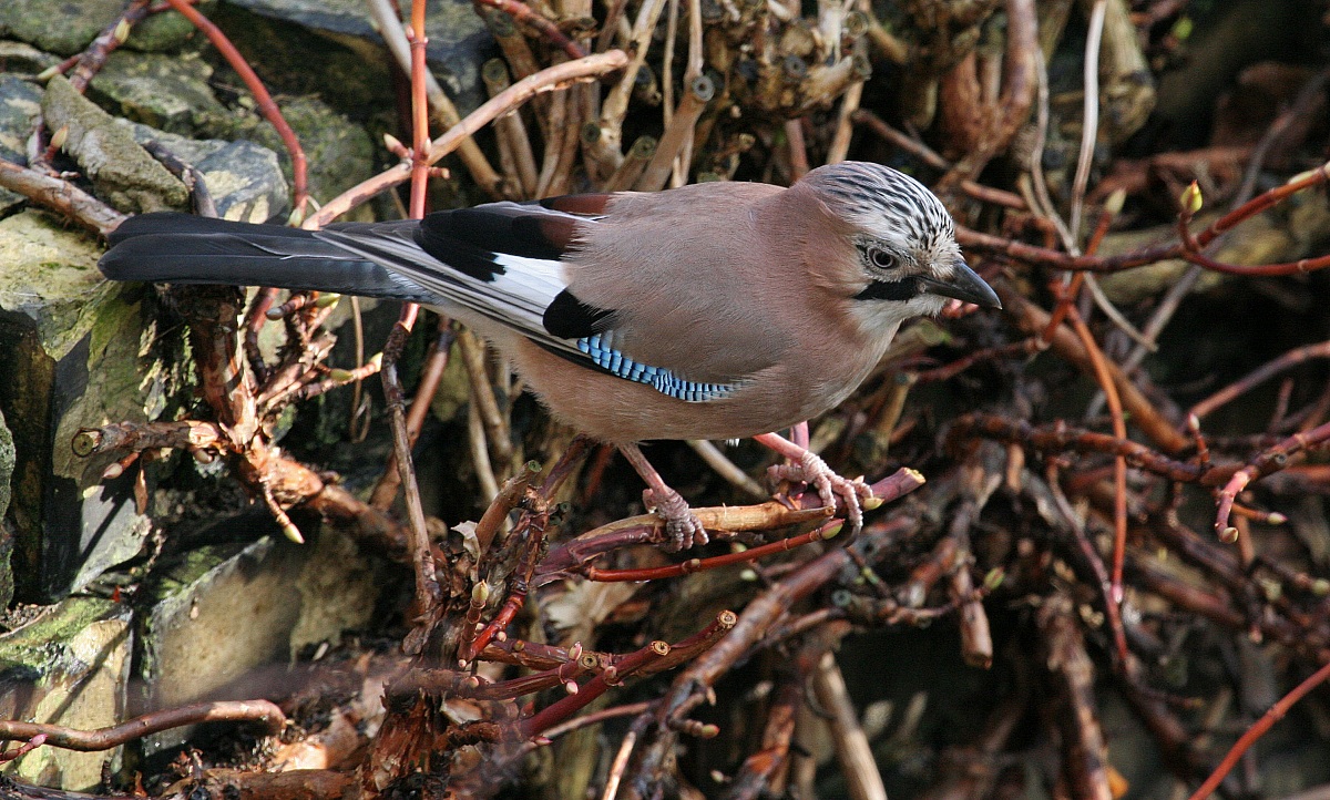 European Jay...