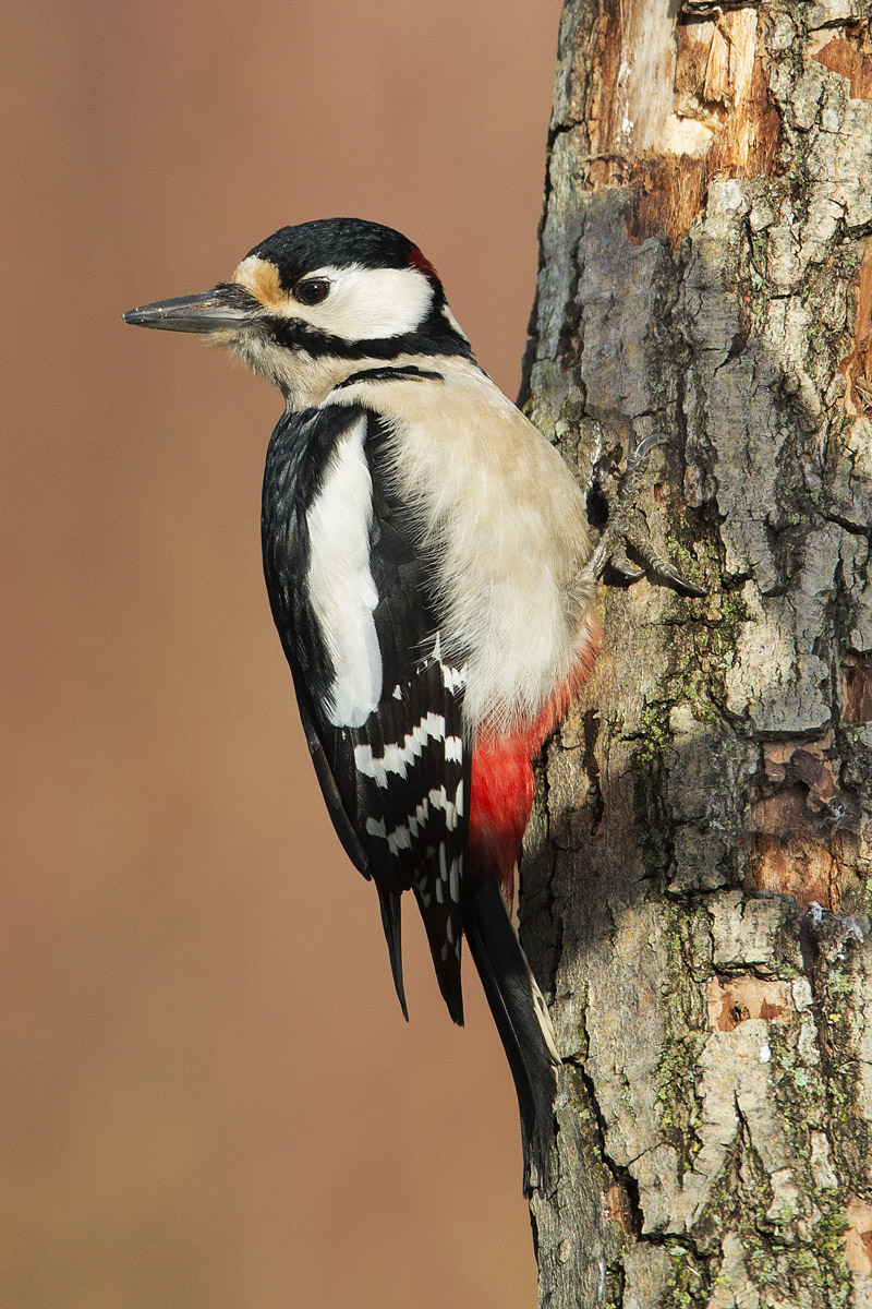 woodpecker max 9...