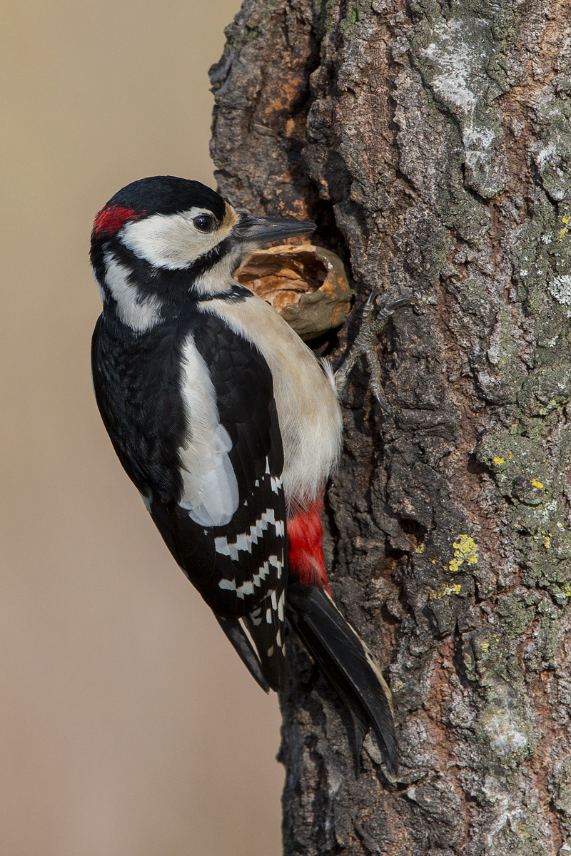 woodpecker max...