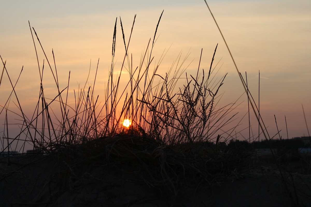 behind the grass...