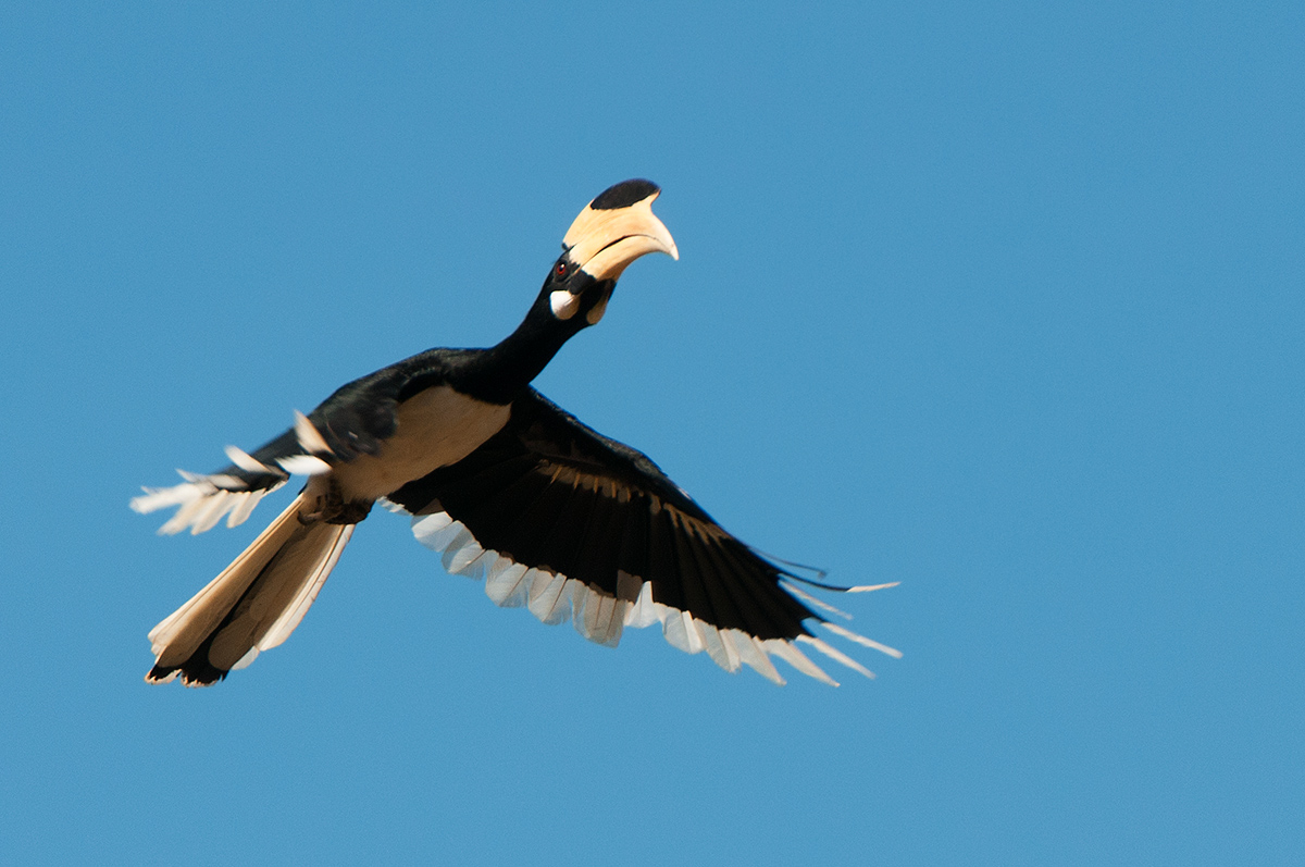 Malabar Pied Hornbill in flight...
