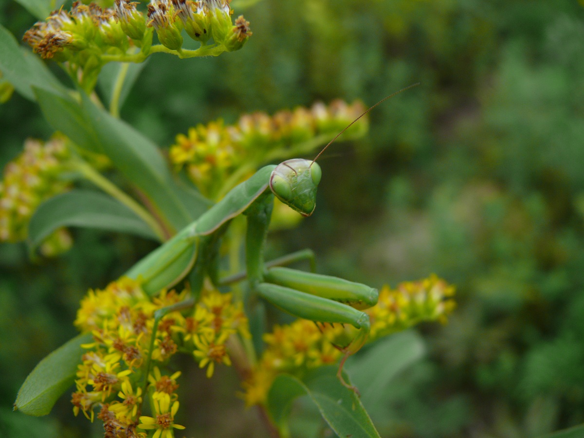 Praying Mantis...