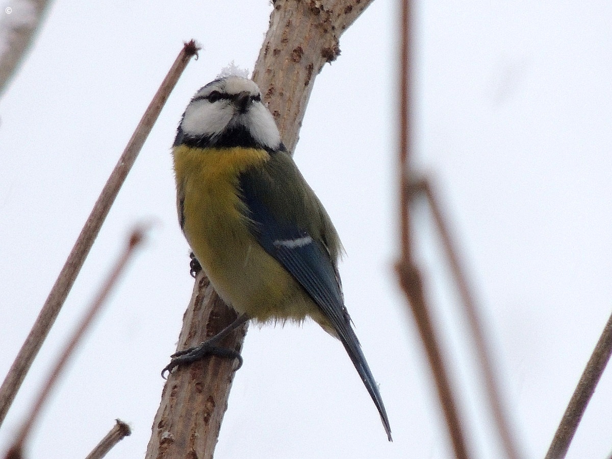 blue tit with snowflake in head...