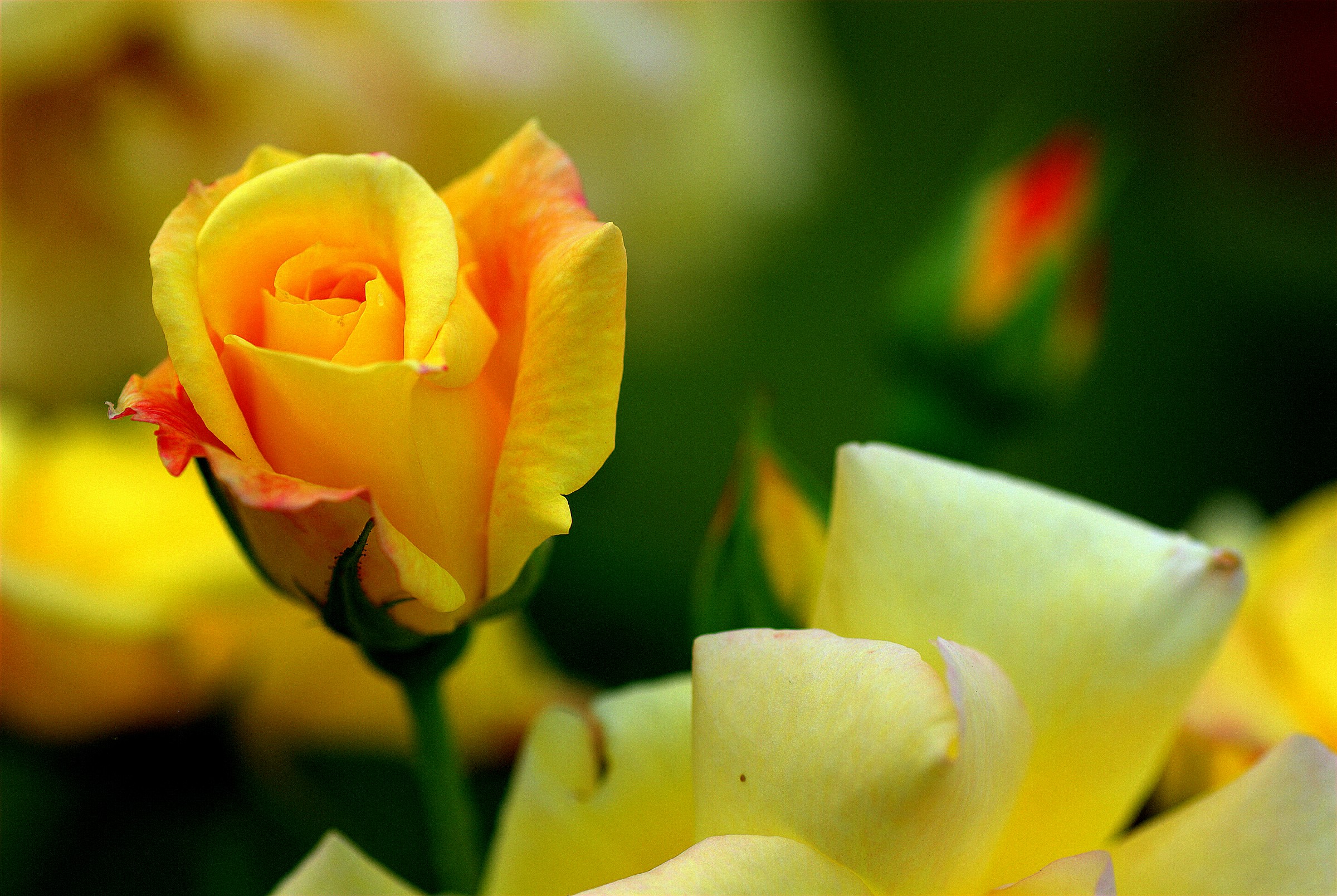 yellow roses...