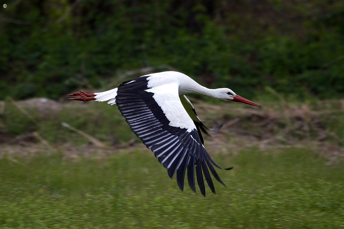 White Stork...