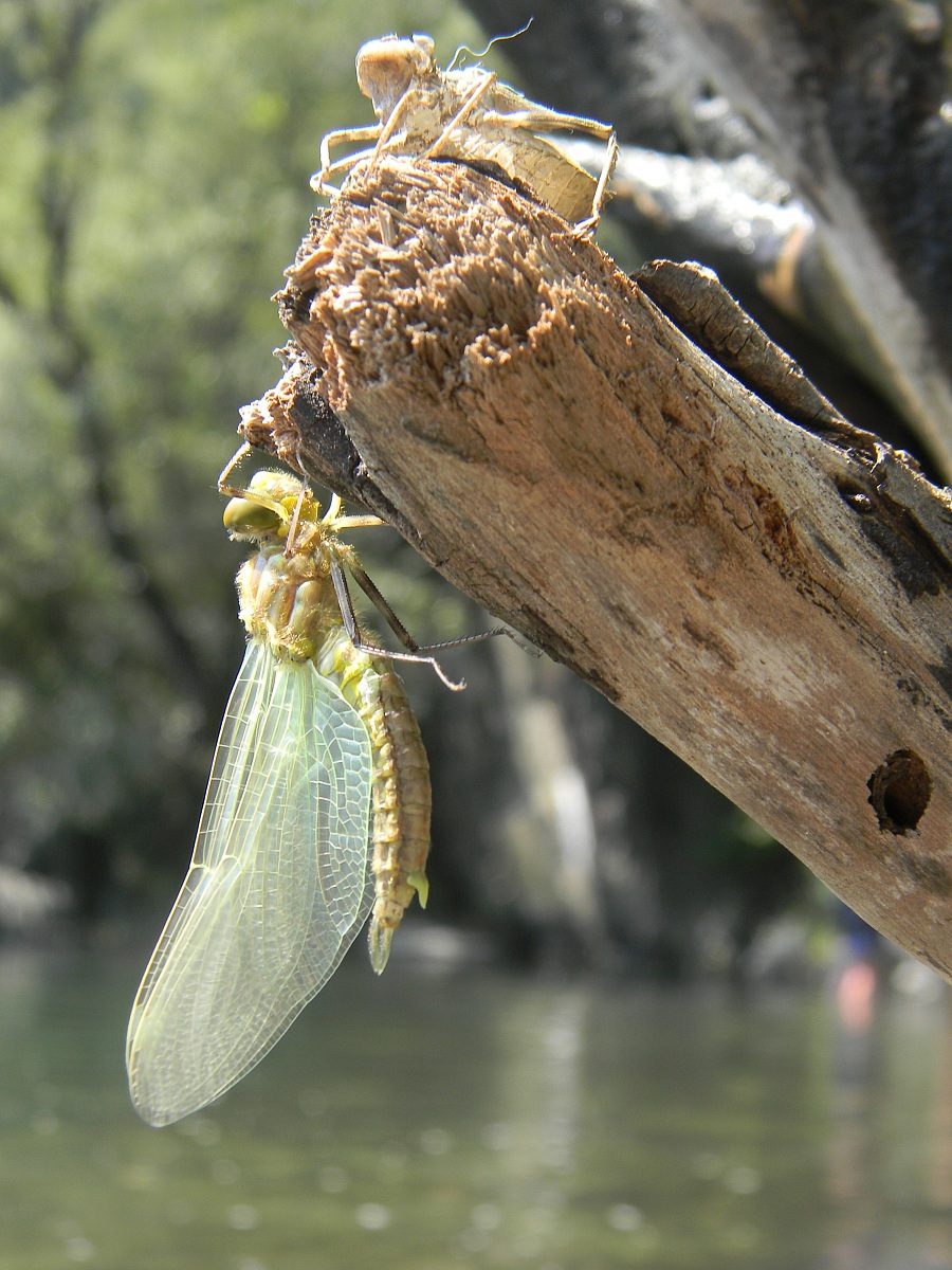 Libellula...