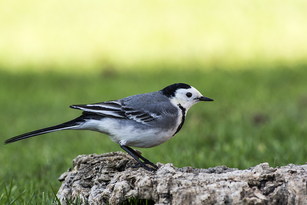 White Wagtail...