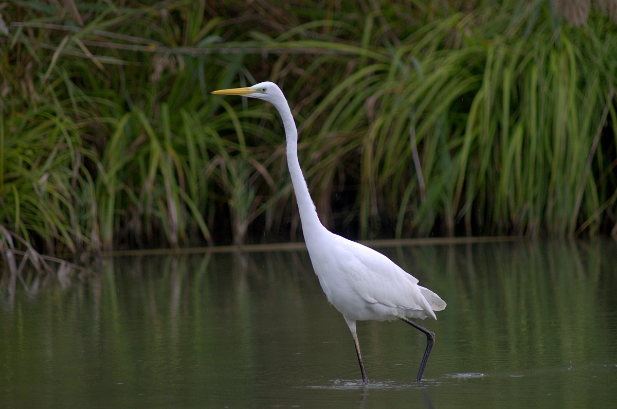 white heron in the oasis of farfa...