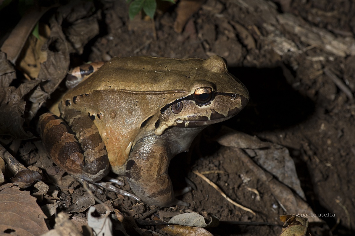 Smoky Jungle Frog...