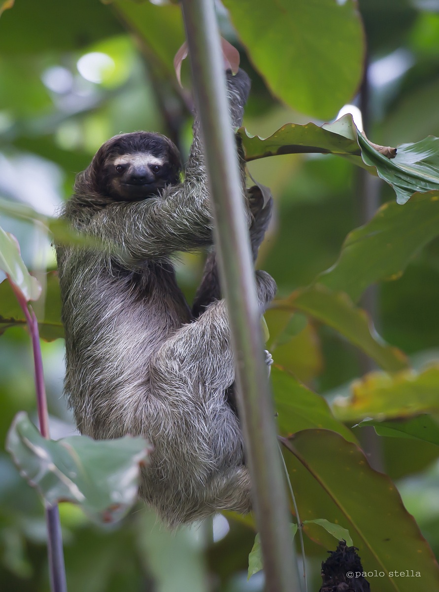 Three-fingered sloth on a tree...