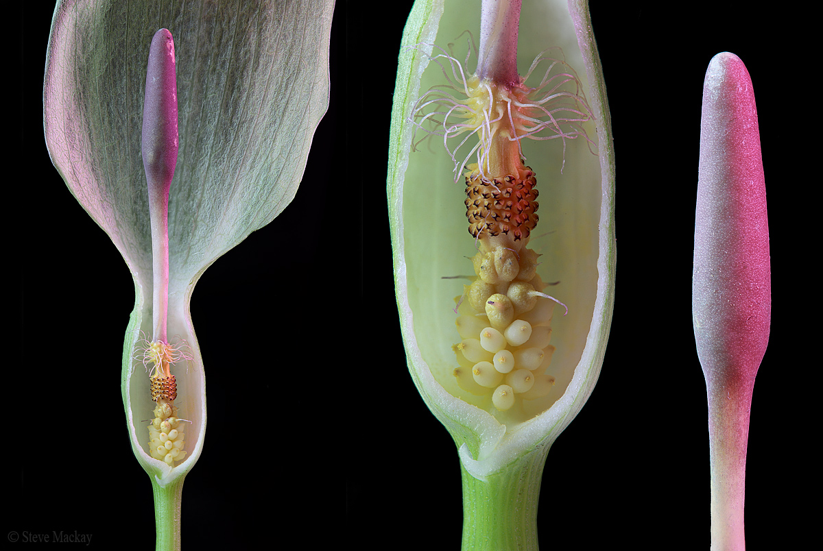 Anatomia di un cuculo-pinta (Arum maculatum)...