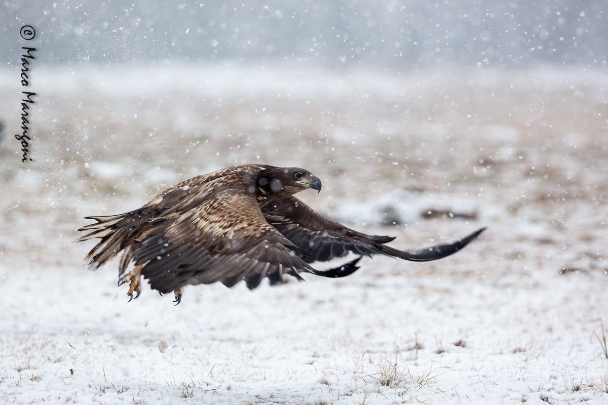 Flying in the snow...