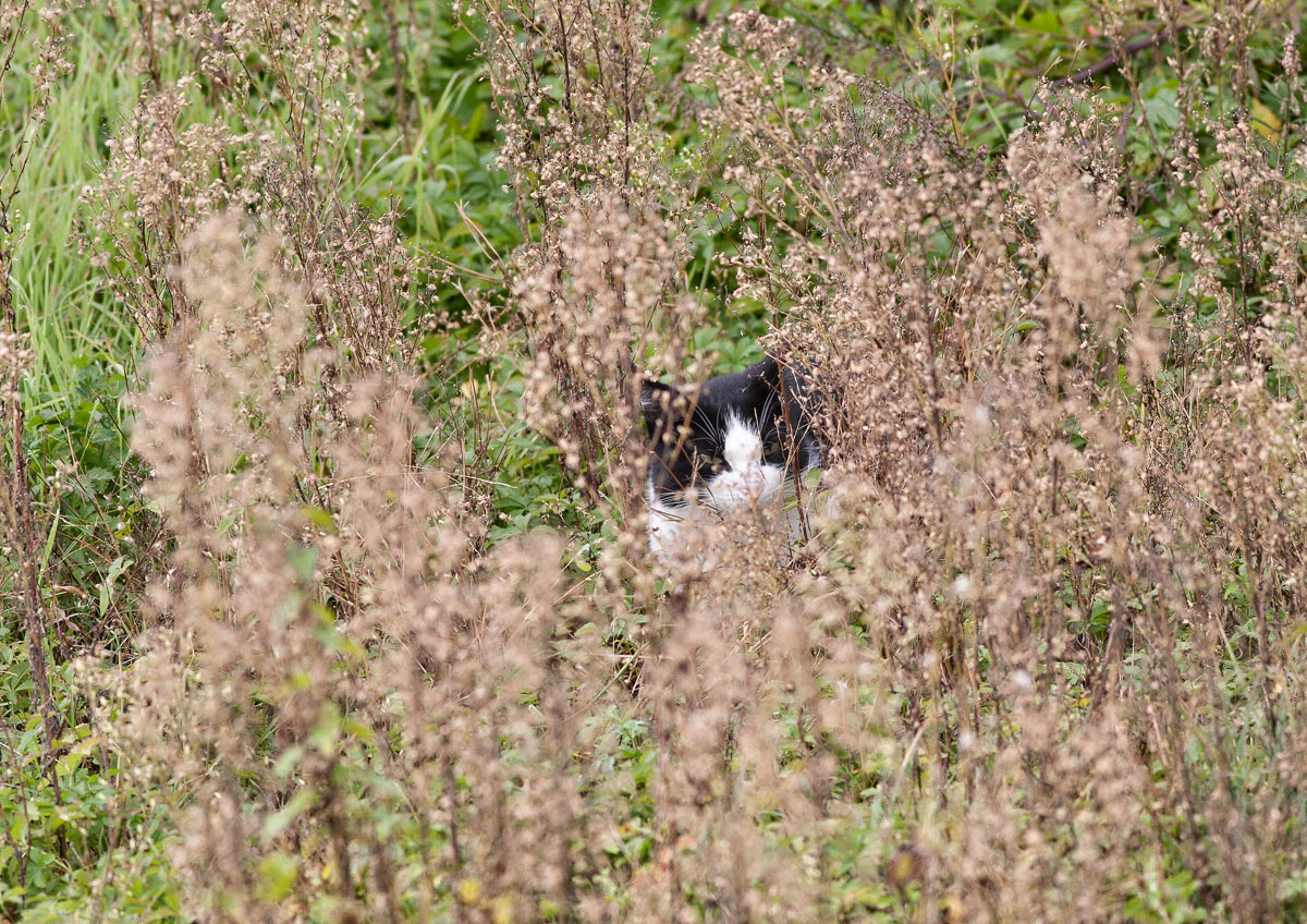 gatto in caccia 1...