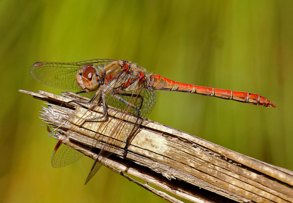 dragonfly sympetrum...