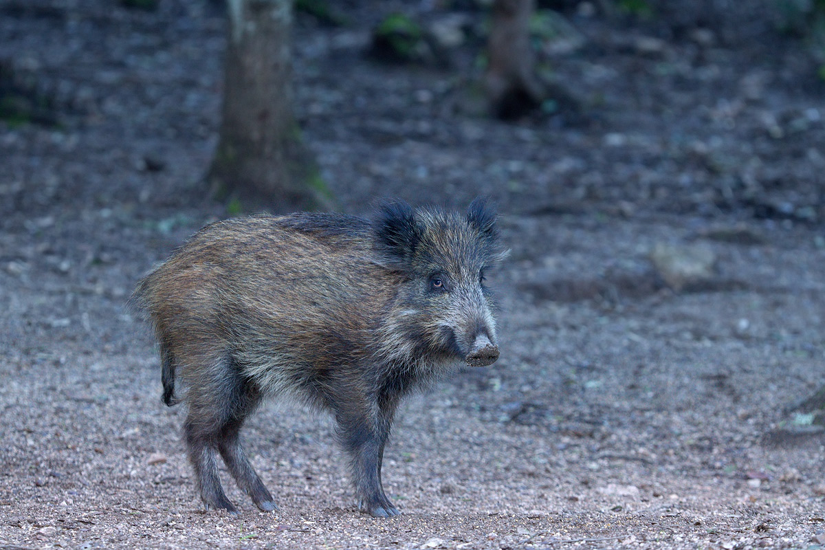 Young Sardinian wild boar...