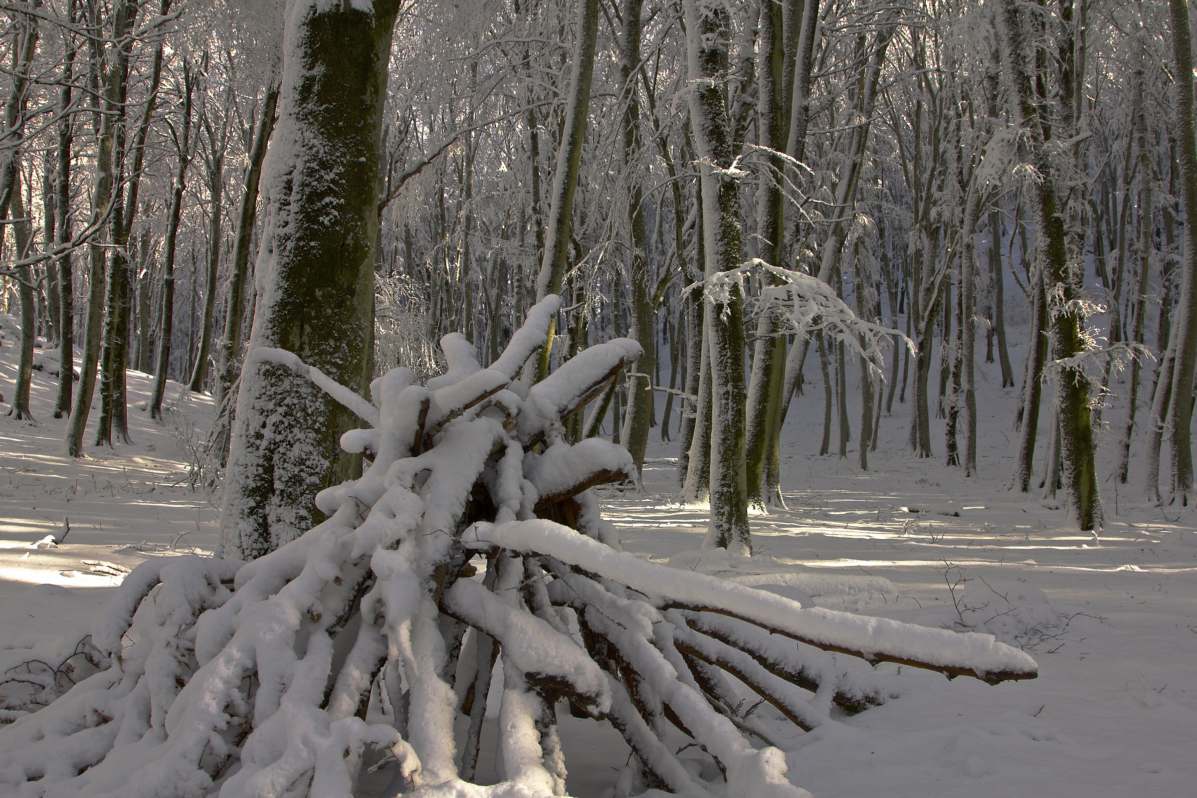 frozen forest...