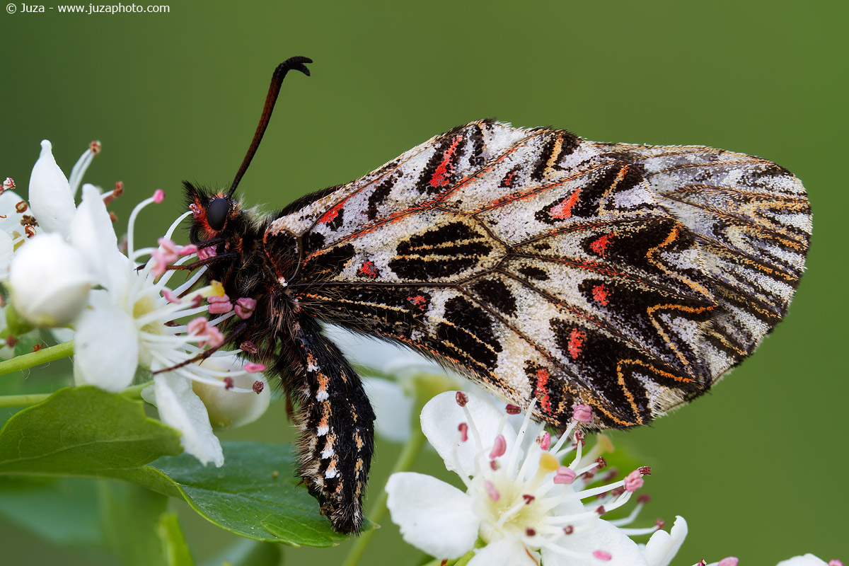 Zerynthia polyxena, 014015...