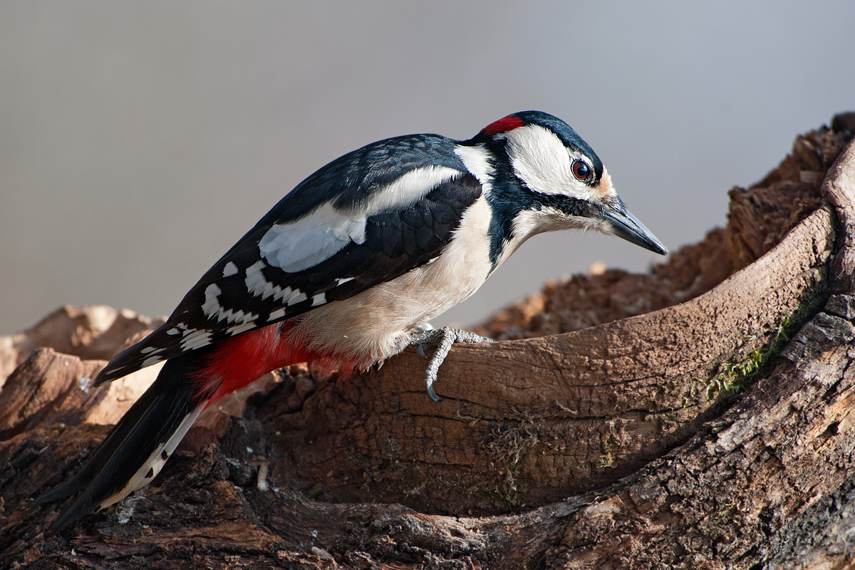 finally a woodpecker...