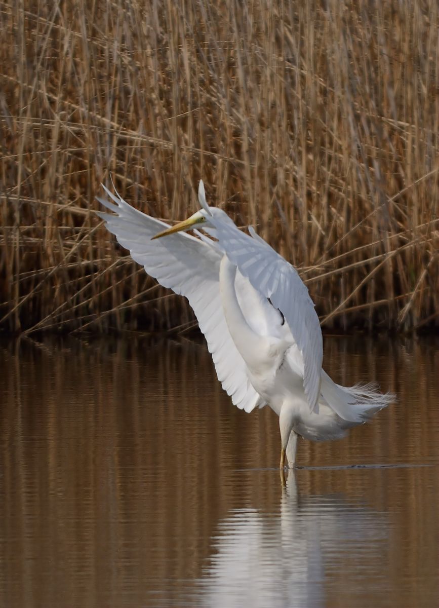 Great Egret 2...