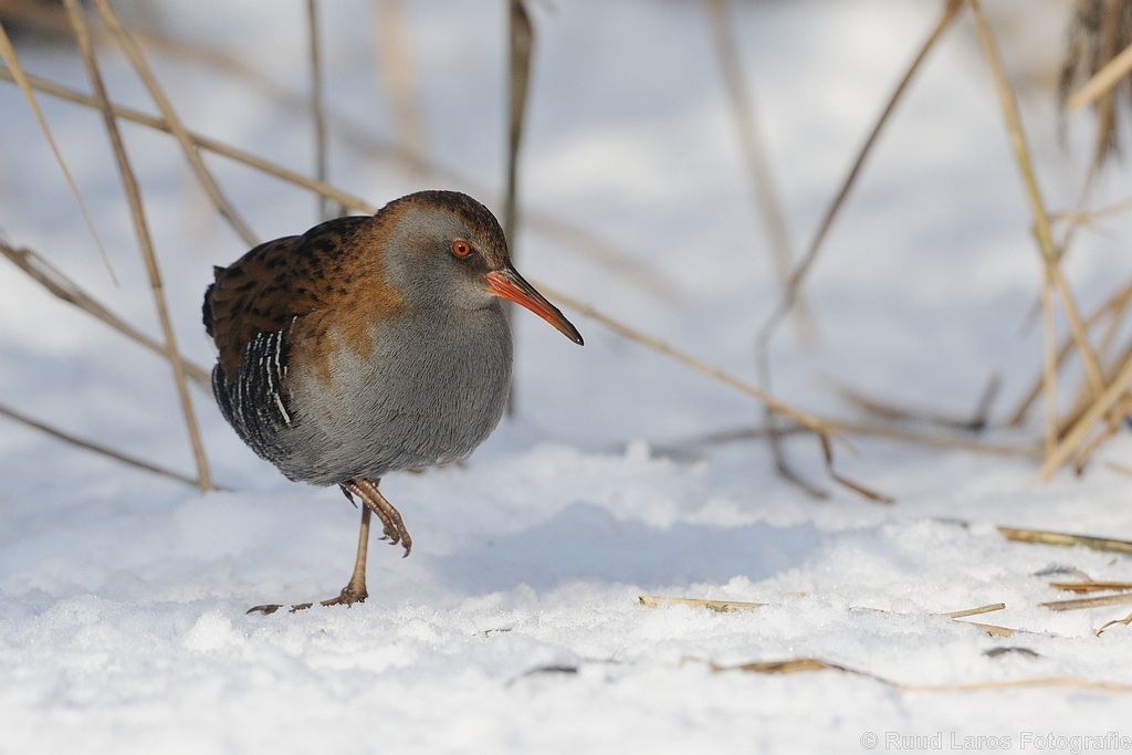 water rail resting on ice...