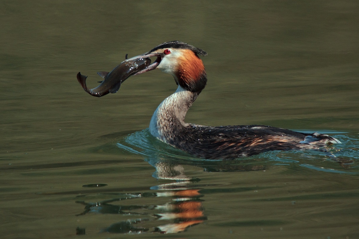 grebe with tench...