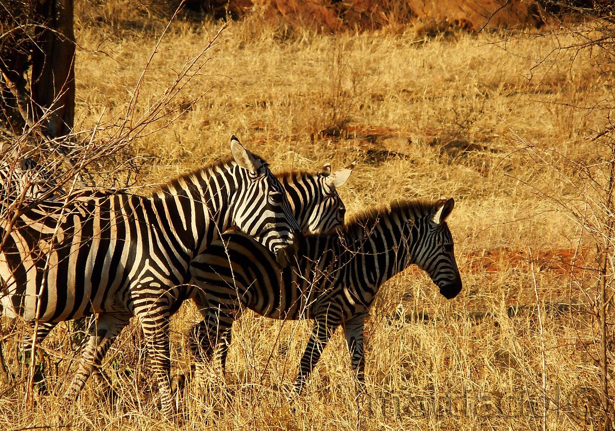 zebras...