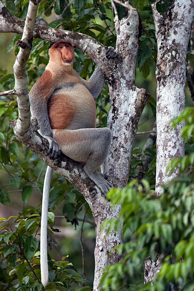 Monkey Nasica, Alpha Male...