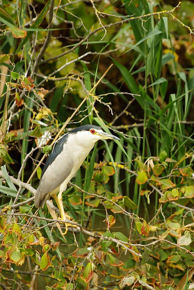 Night Heron...