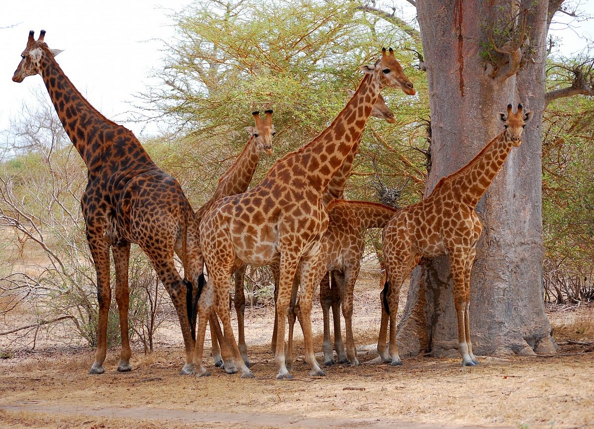 Giraffe in Senegal...