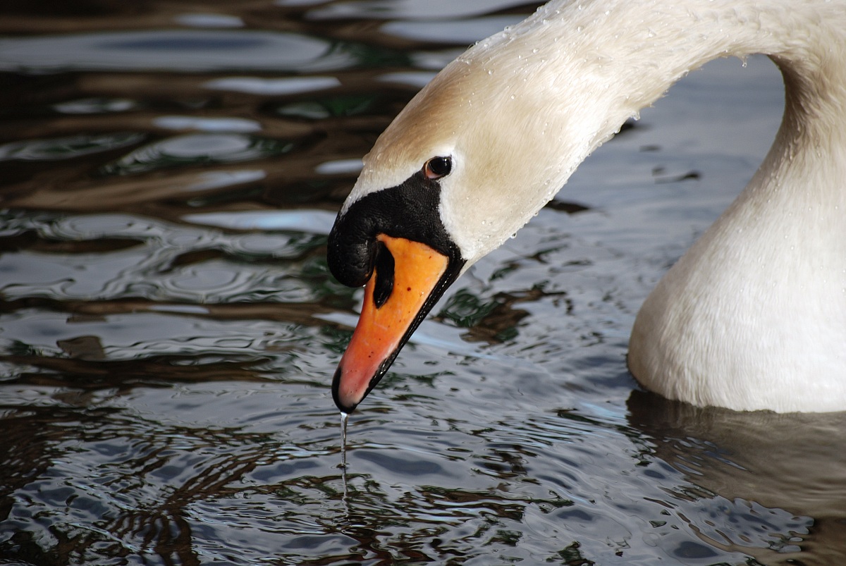 Swan...
