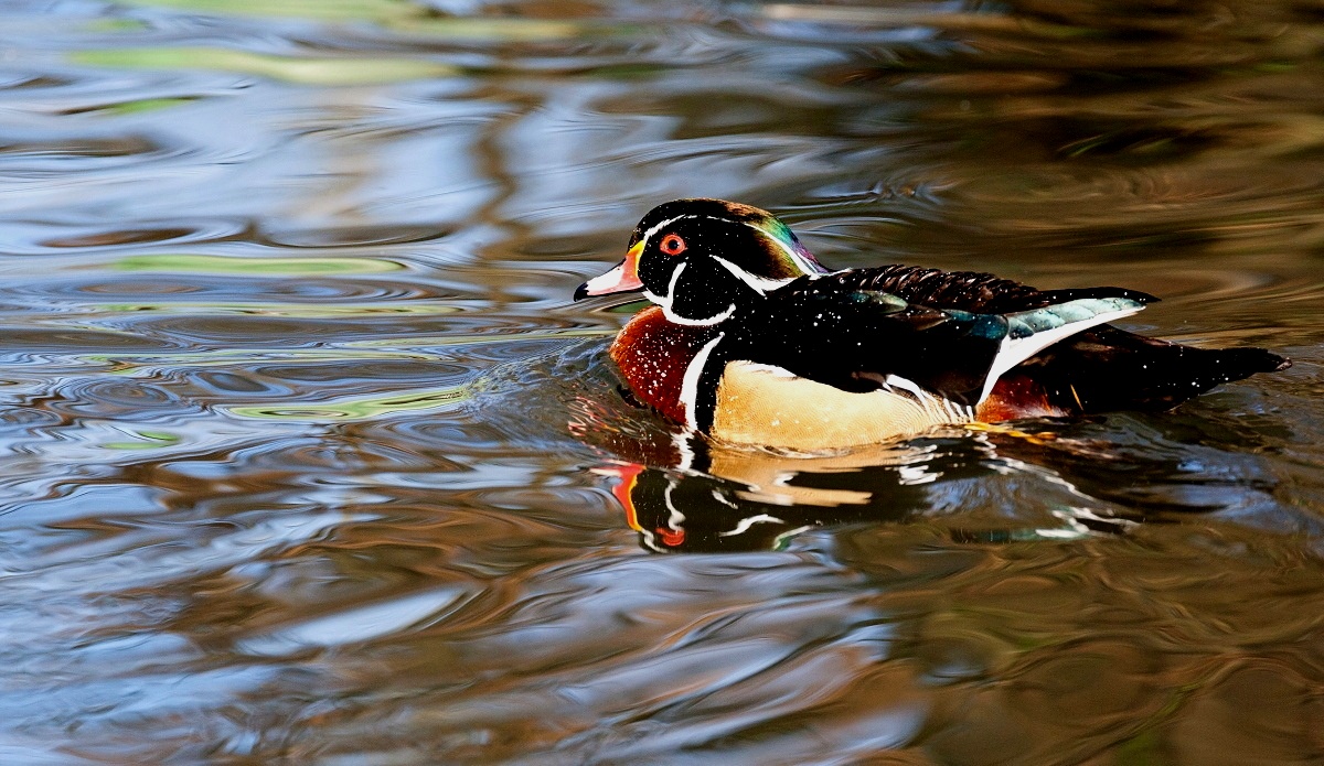 Duck bride...