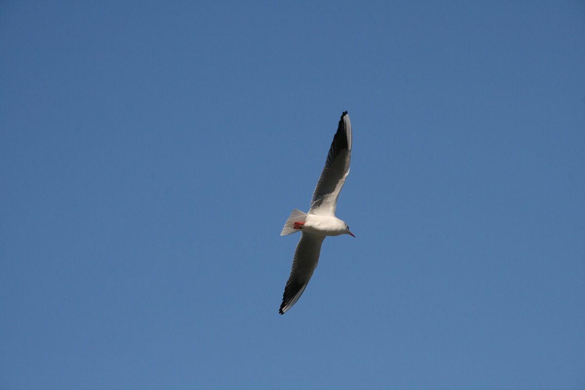 Gull in flight 2...