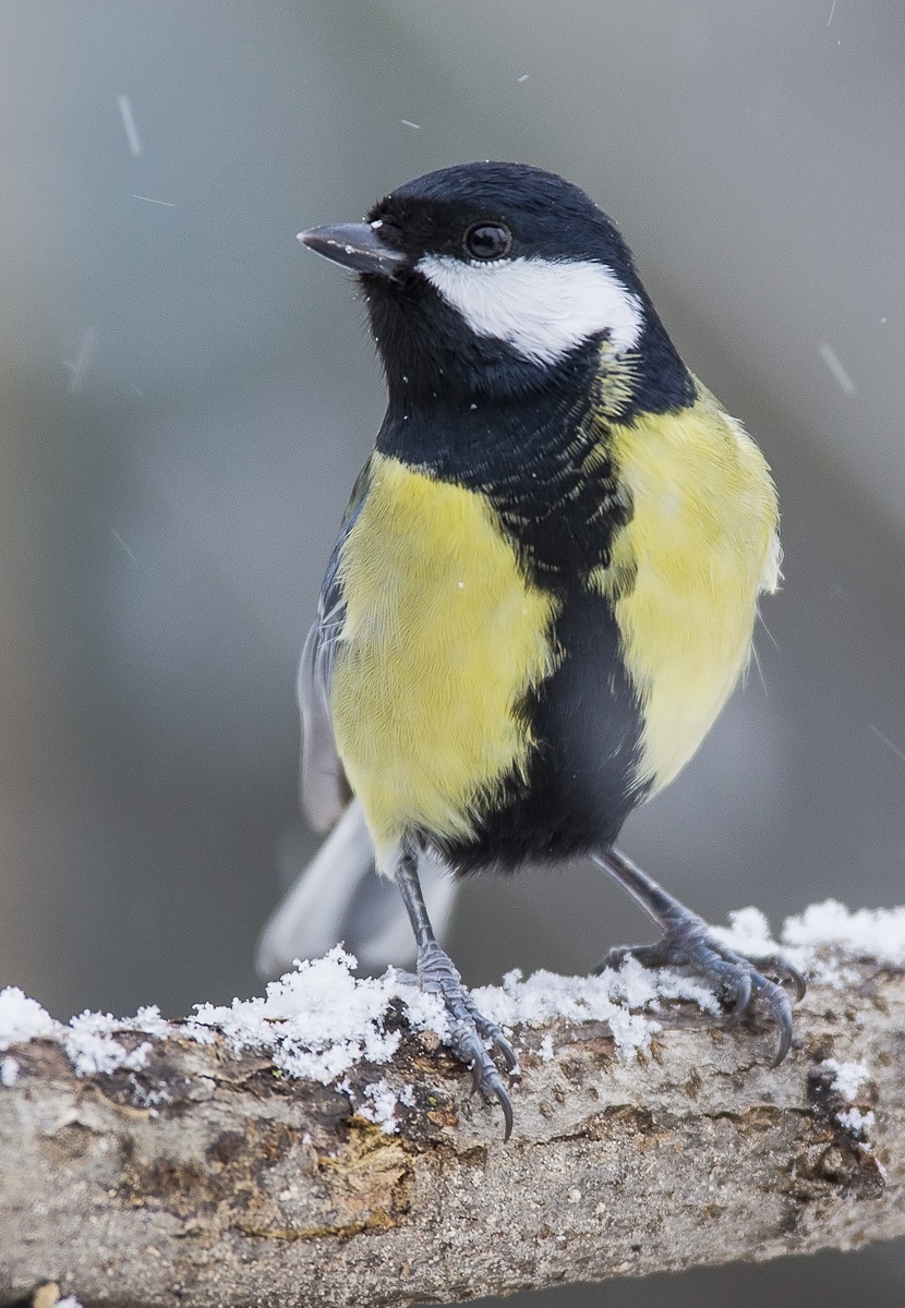 tit...