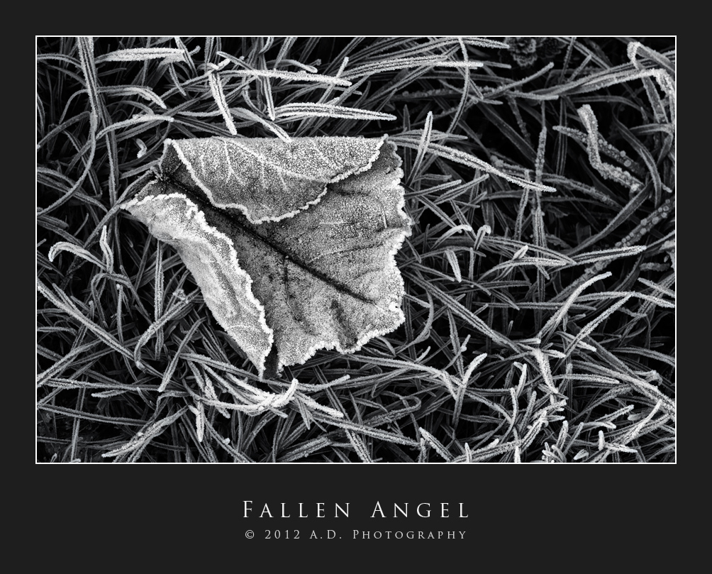 Fallen Angel...