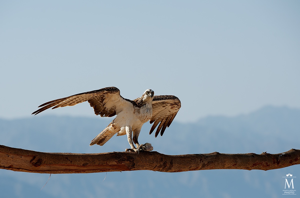 Osprey with prey...